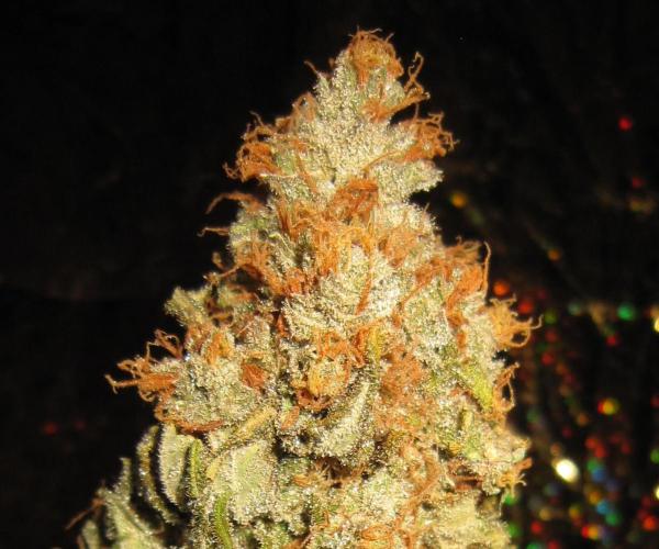 Best Clones... Showing off my.... Week 14 - Critical OG