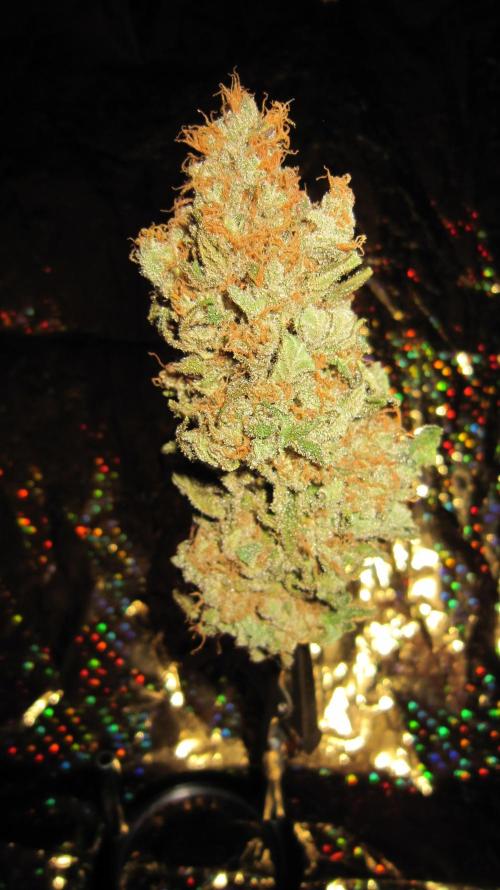 Best Clones... Showing off my.... Week 14 - Critical OG