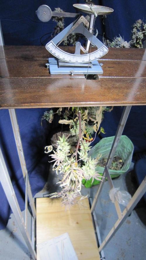 Best Clones... Showing off my.... Week 14 - How I weigh my cut branches