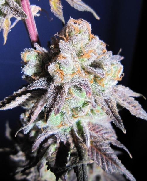 Best Clones... Showing off my.... Week 14 - Pink Kush