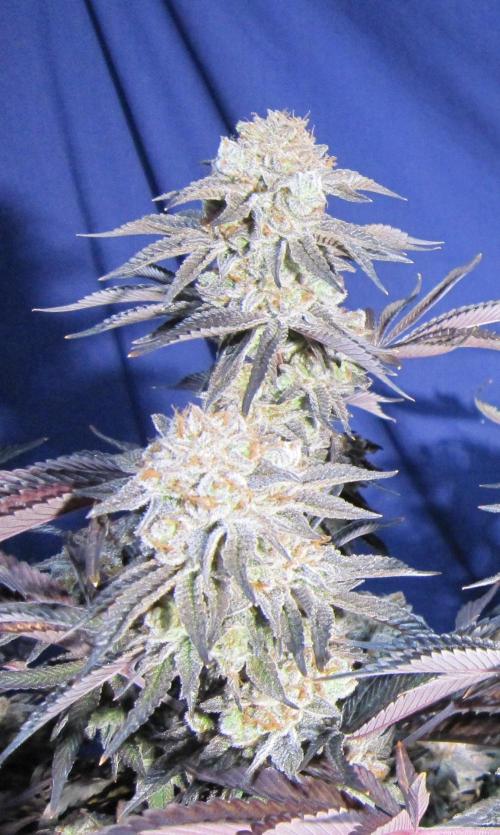 Best Clones... Showing off my.... Week 14 - Pink Kush