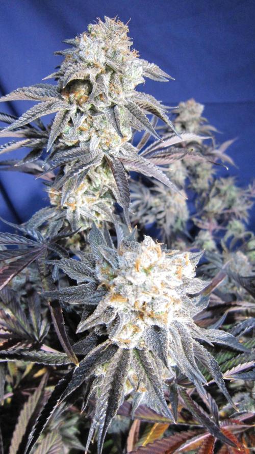 Best Clones... Showing off my.... Week 14 - Pink Kush