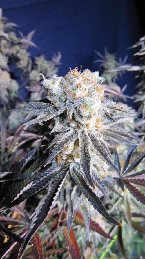 Best Clones... Showing off my.... Week 14 - Pink Kush