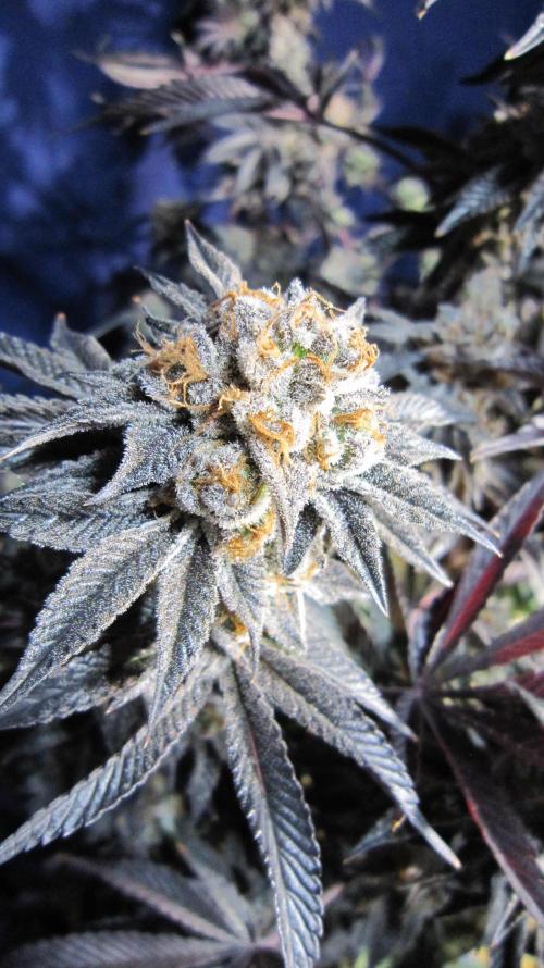 Best Clones... Showing off my.... Week 14 - Pink Kush