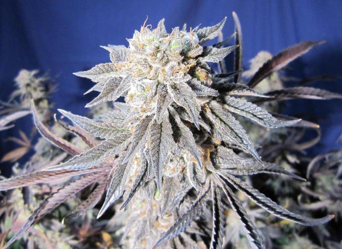 Best Clones... Showing off my.... Week 14 - Pink Kush.