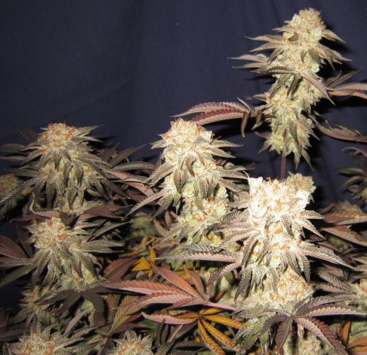 Best Clones... Showing off my.... Week 14 - Pink Kush