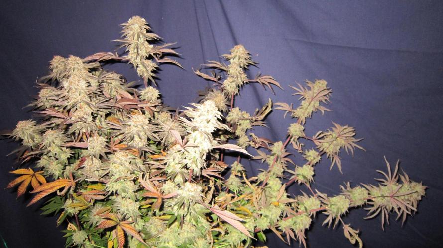 Best Clones... Showing off my.... Week 14 - Pink Kush