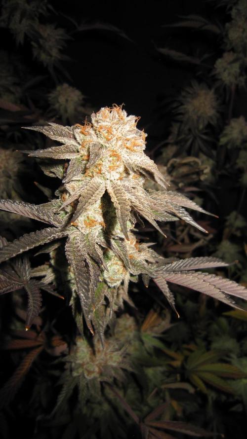 Best Clones... Showing off my.... Week 14 - Pink Kush