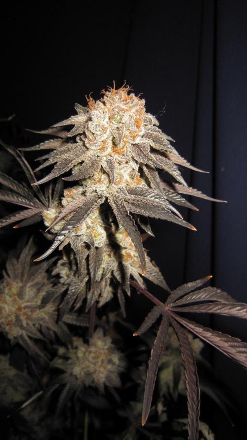 Best Clones... Showing off my.... Week 14 - Pink kush.