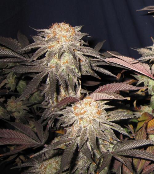 Best Clones... Showing off my.... Week 14 - Pink Kush