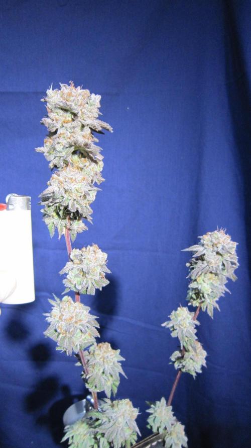 Best Clones... Showing off my.... Week 14 - Pink Kush Trimmed.