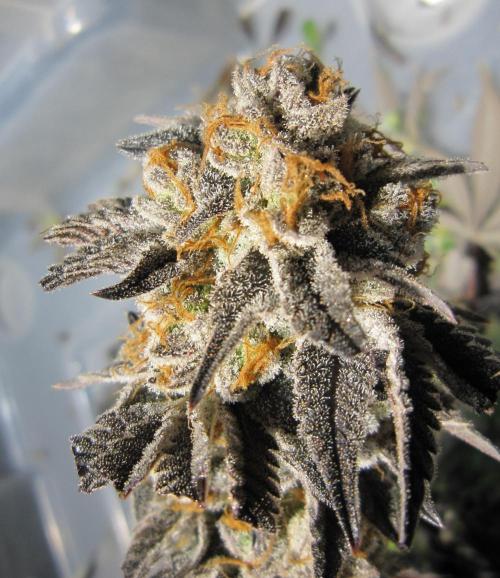 Best Clones... Showing off my.... Week 14 - Pink Kush