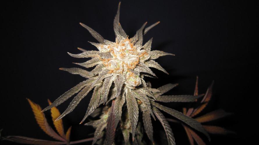 Best Clones... Showing off my.... Week 14 - Pink Kush