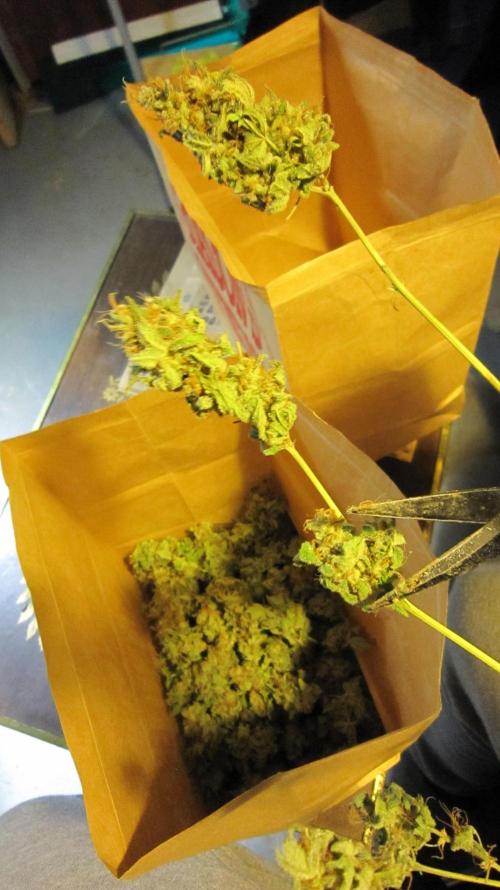 Best Clones... Showing off my.... Week 14 - Cutting the buds into the curing bags. They hung for 3 to 4 days.