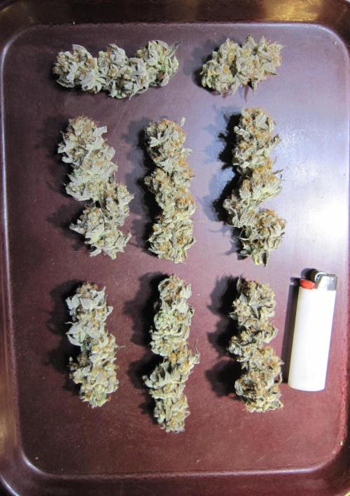 Best Clones... Showing off my.... Week 14 - Dried Buds of Pink Kush - Not the biggest buds but Resin Covered!!!