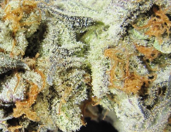 Best Clones... Showing off my.... Week 14 - Pink Kush - Up Close