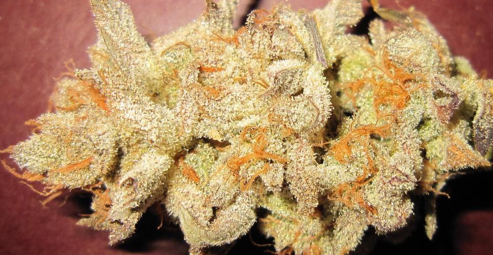 Best Clones... Showing off my.... Week 14 - Nice Medium Sized Bud!!! of Pink Kush.