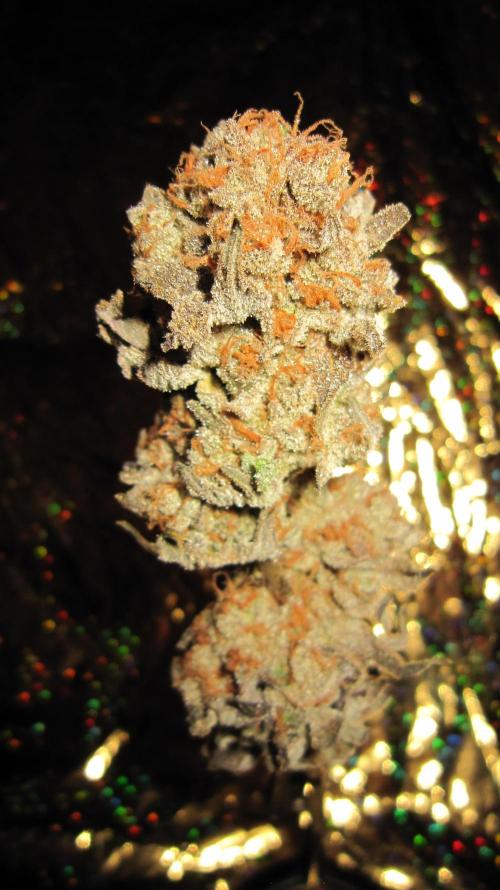 Best Clones... Showing off my.... Week 14 - Pink Kush covered in resin.