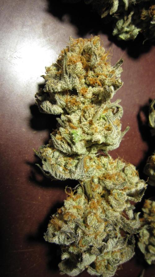 Best Clones... Showing off my.... Week 14 - Pink Kush - Glistening with Resin.