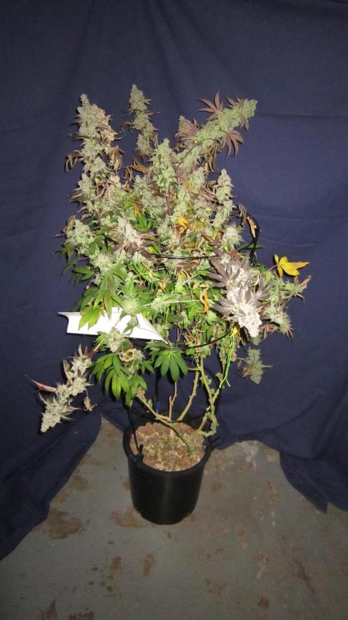 Best Clones... Showing off my.... Week 14 - Dos Si Dos 33 - Plant #1