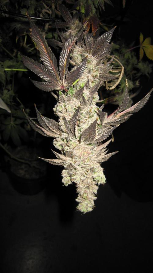 Best Clones... Showing off my.... Week 14 - Dos Si dos 33 - Big Bud Heading for the Floor.