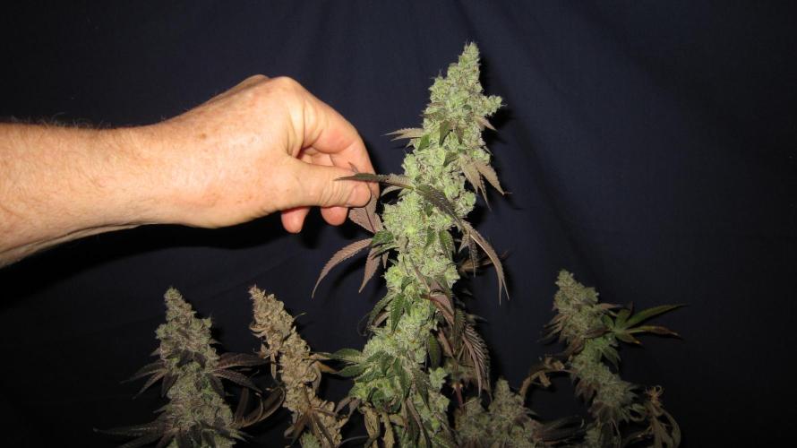 Best Clones... Showing off my.... Week 14 - Dos Si Dos 33