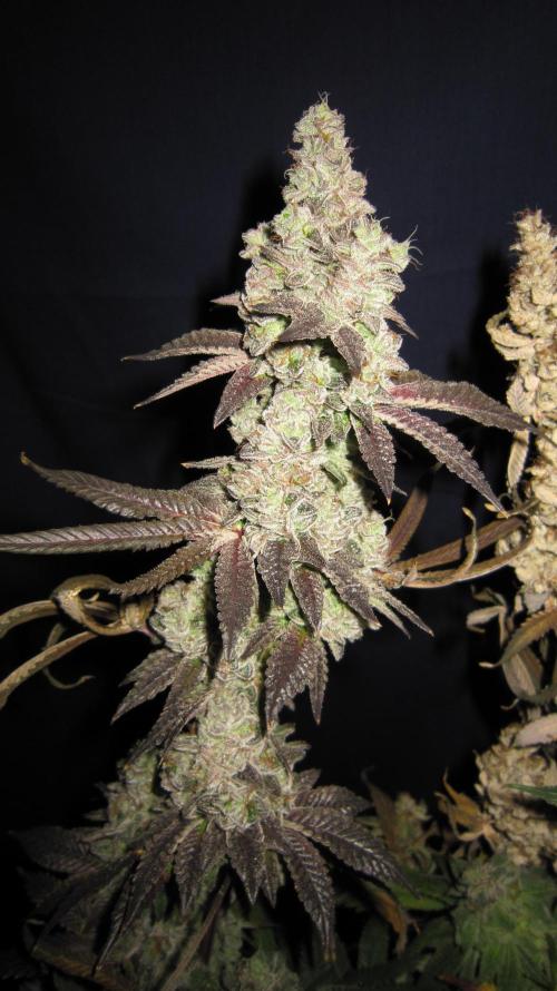 Best Clones... Showing off my.... Week 14 - Dos Si Dos 33