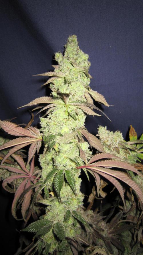 Best Clones... Showing off my.... Week 14 - Dos Si Dos 33