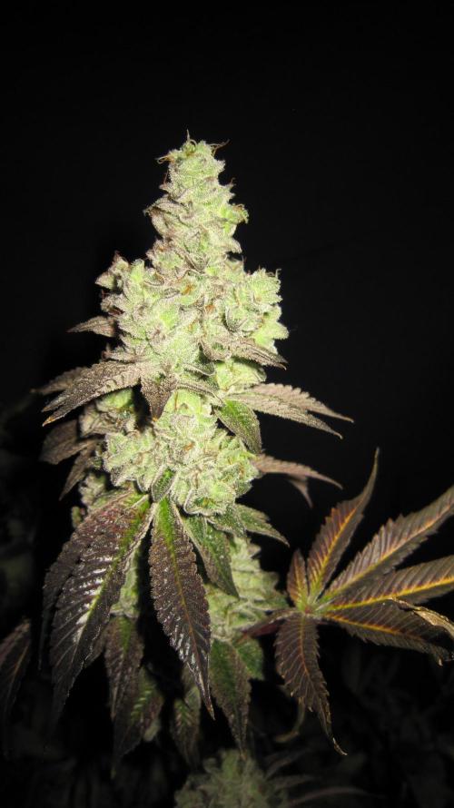 Best Clones... Showing off my.... Week 14 - Dos Si Dos 33