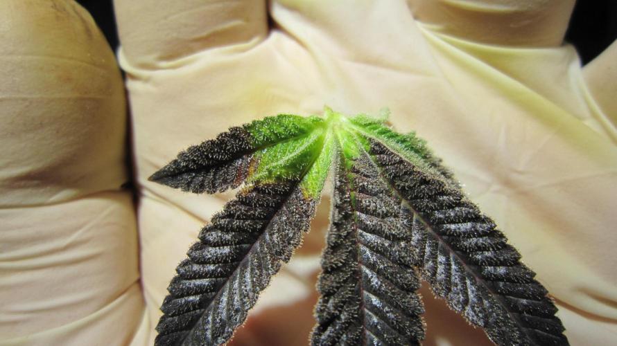 Best Clones... Showing off my.... Week 14 - Dos Si Dos 33 - Nice trim for kief/hash