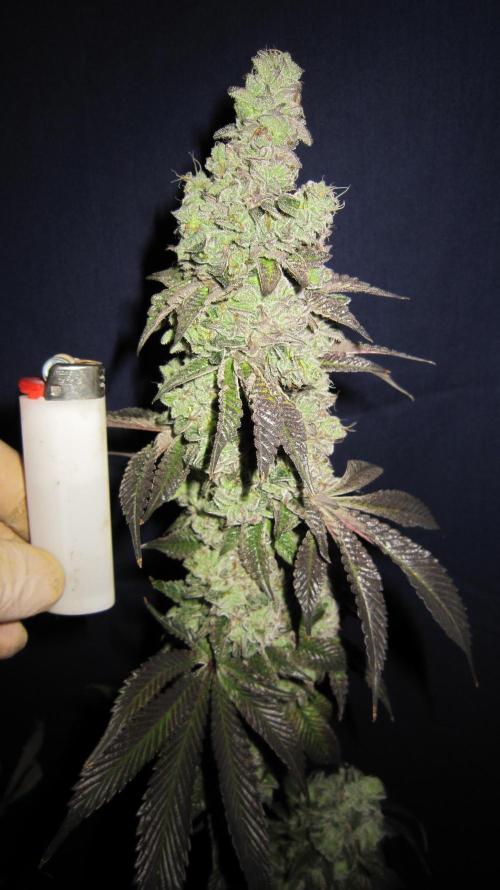 Best Clones... Showing off my.... Week 14 - Dos Si Dos 33