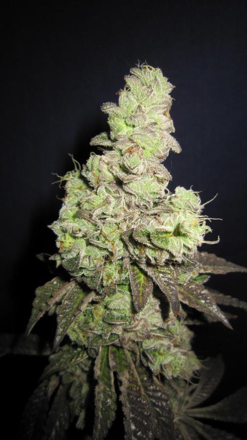 Best Clones... Showing off my.... Week 14 - Dos Si Dos 33