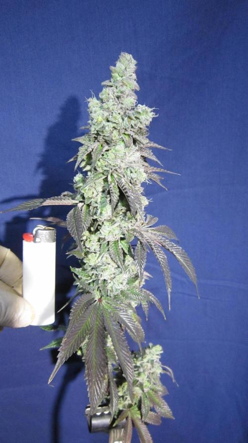 Best Clones... Showing off my.... Week 14 - Dos Si Dos 33