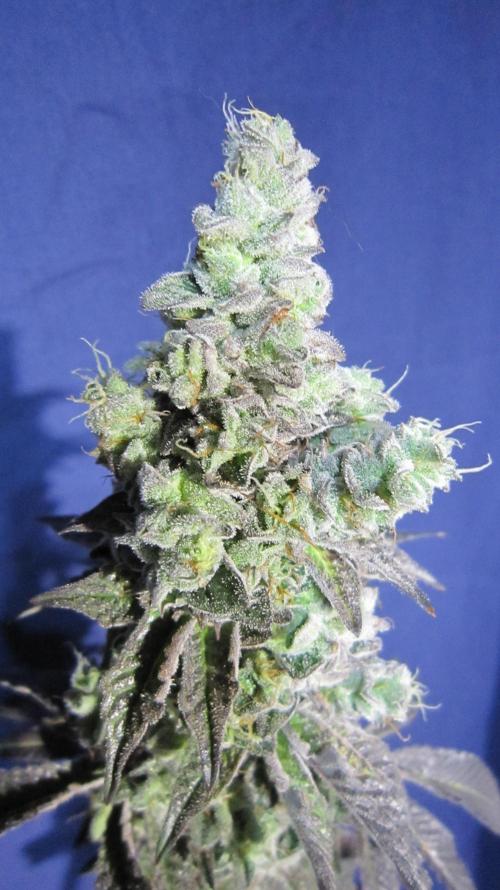 Best Clones... Showing off my.... Week 14