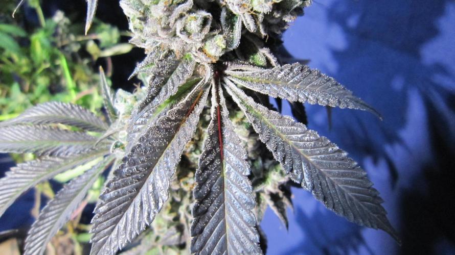 Best Clones... Showing off my.... Week 14 - Dos Si Dos 33 - More trim for kief/hash