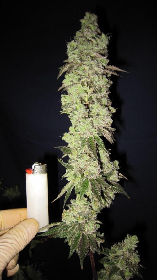 Best Clones... Showing off my.... Week 14 - Dos Si Dos 33