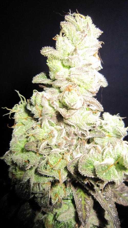 Best Clones... Showing off my.... Week 14 - Dos Si Dos 33 - Look at all that resin.