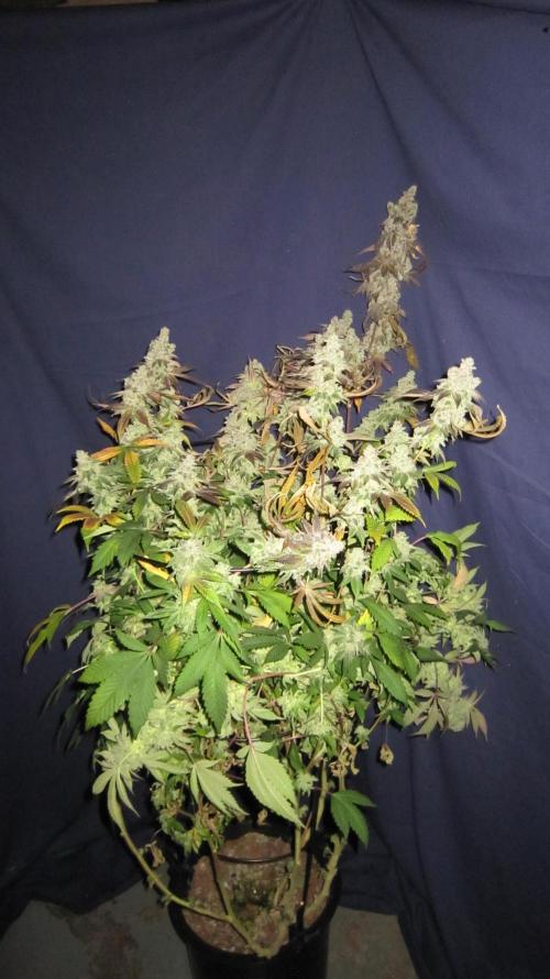 Best Clones... Showing off my.... Week 14 - Dos Si Dos 33 - Plant #2