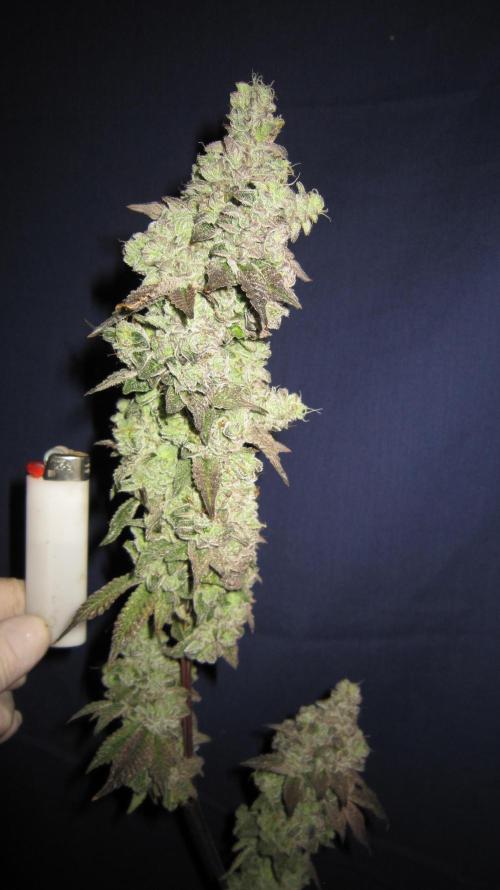 Best Clones... Showing off my.... Week 14 - Dos Si Dos 33