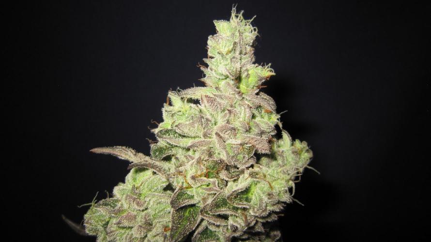 Best Clones... Showing off my.... Week 14 - Dos Si Dos 33