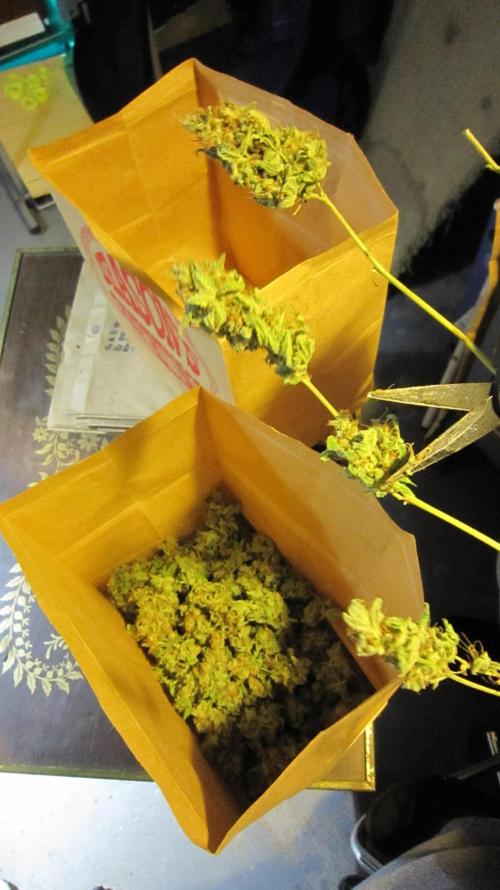 Best Clones... Showing off my.... Week 14 - After hanging for 3 days. Cutting the bud off the branches into the curing bags.
