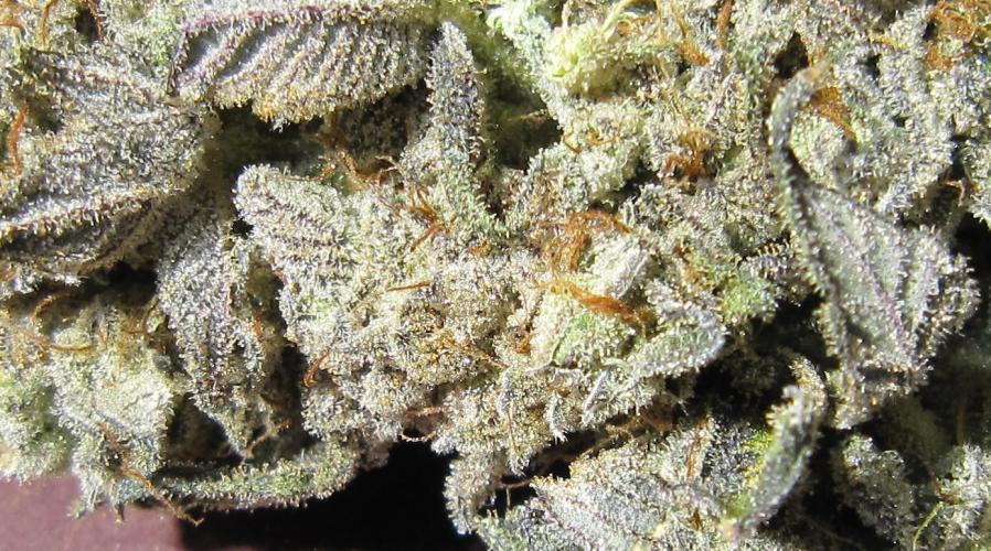 Best Clones... Showing off my.... Week 14 - Dos Si Dos 33 - close up of dry bud