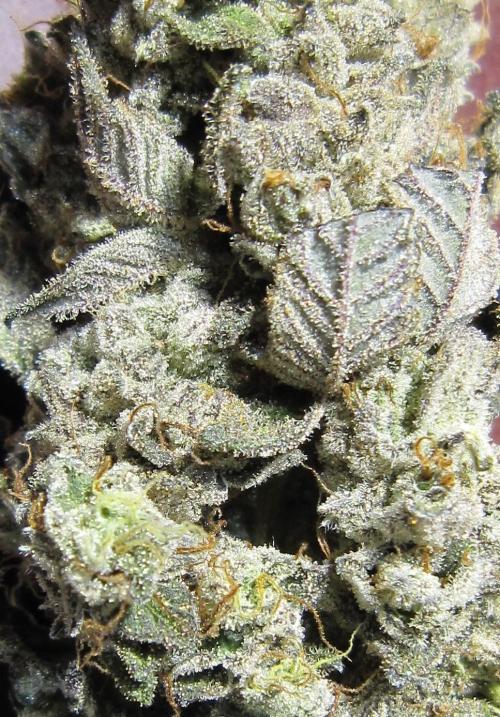 Best Clones... Showing off my.... Week 14 - Dos Si Dos 33 - Lots of resin here