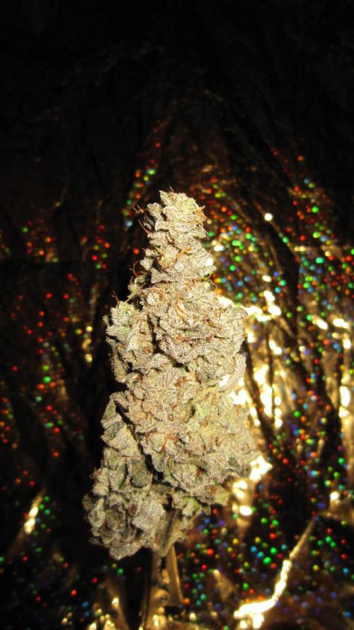 Best Clones... Showing off my.... Week 14 - Dos Si Dos 33