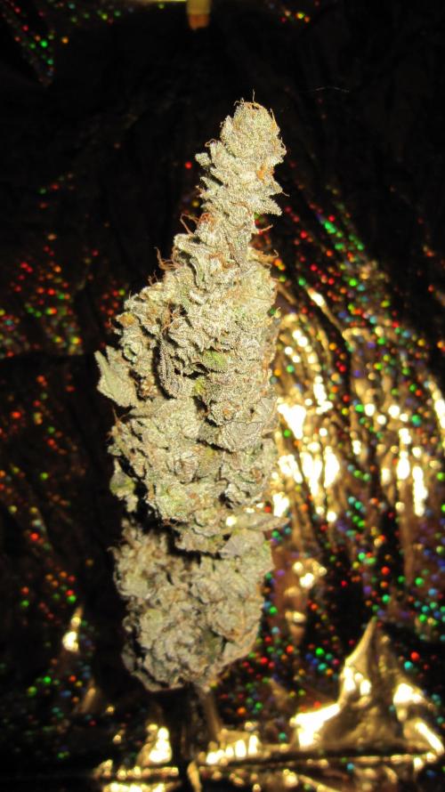 Best Clones... Showing off my.... Week 14 - Dos Si Dos 33