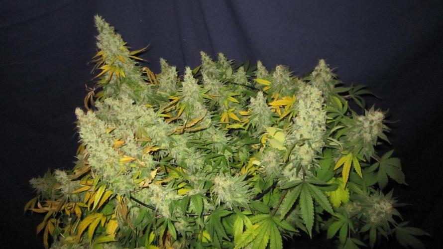 Best Clones... Showing off my.... Week 14 - Blackberry Moonrocks - Bb Mr - Plant #1