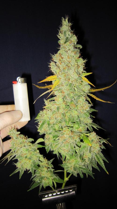 Best Clones... Showing off my.... Week 14 - Blackberry Moonrocks abb. - Bb Mr 