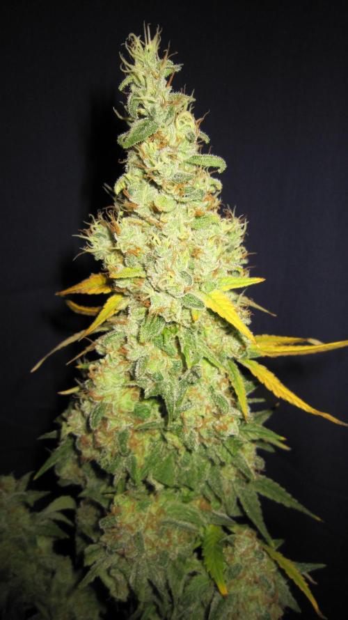 Best Clones... Showing off my.... Week 14 - Bb Mr