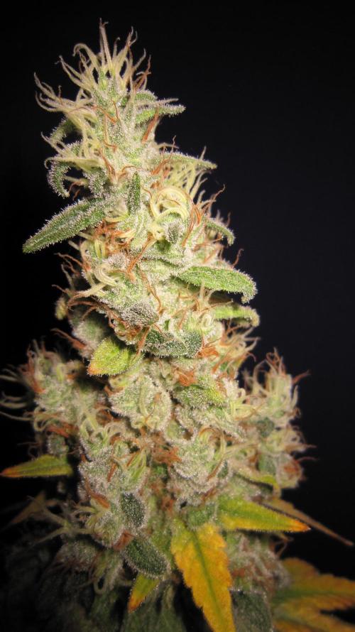 Best Clones... Showing off my.... Week 14 - Bb Mr