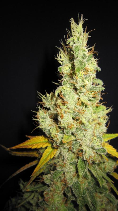 Best Clones... Showing off my.... Week 14 - Bb Mr